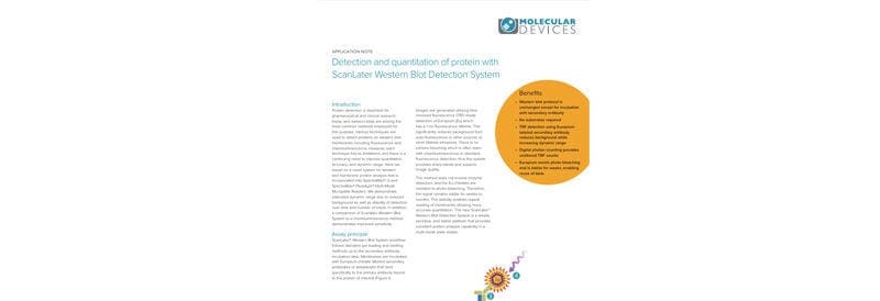 Detection and Quantitation of Protein with ScanLater Western Blot Detection