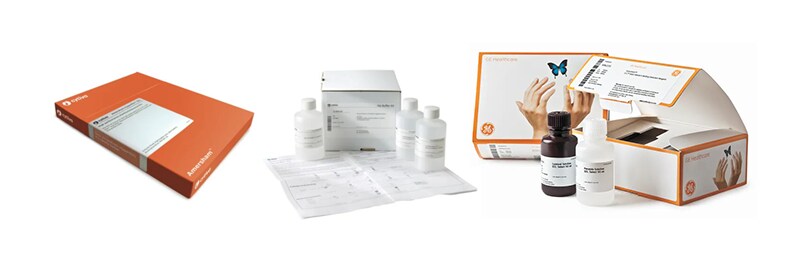 Analysis and Western Blotting