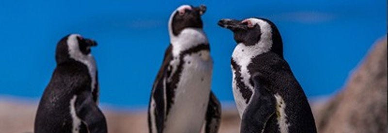 Penguins: Masters of Microsleeping