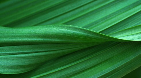 Greener Choice Program