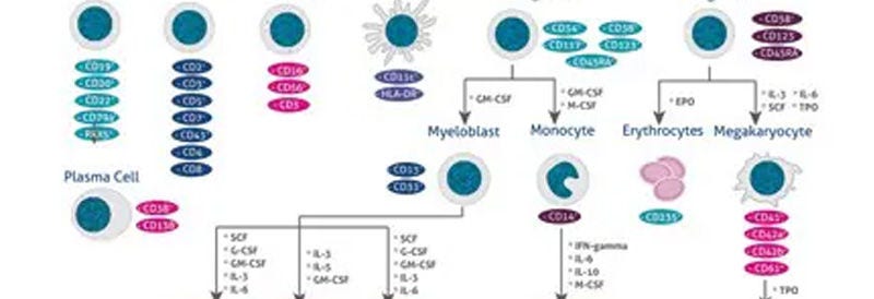 Stem Cell Differentiation Poster