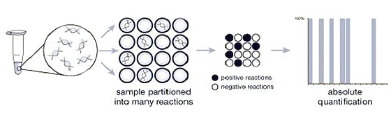 Digital PCR and target molecules