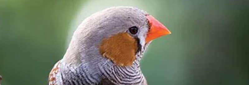 Zebra Finches Teach Us About Learning 