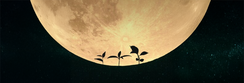 First Plants Grown in Lunar Soil May Lead to Farming in Space 