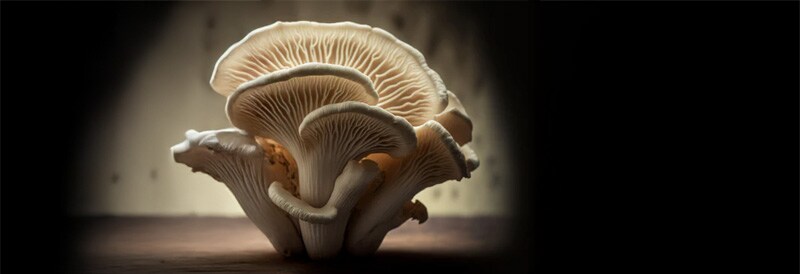 Fungal Future: Exploring the Potential of Mushroom Computing